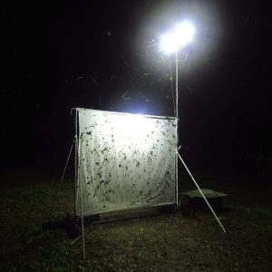Light Traps (all night long)