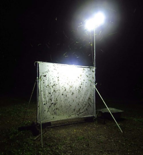 insect-light-trap-1