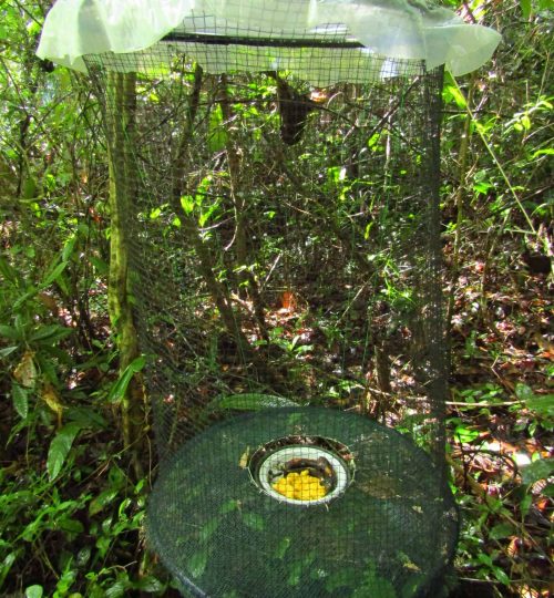 insect-traps-1